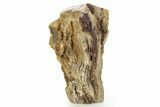 Triassic-Age Petrified Wood Log - Madagascar #379259-2